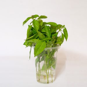 BASIL