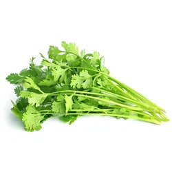 Coriander / Cilantro