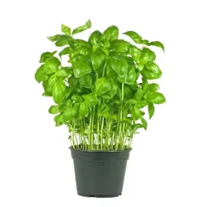 Basil