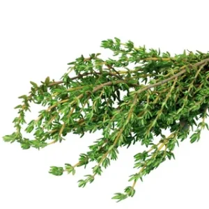 Thyme