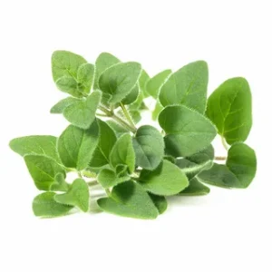 Oregano
