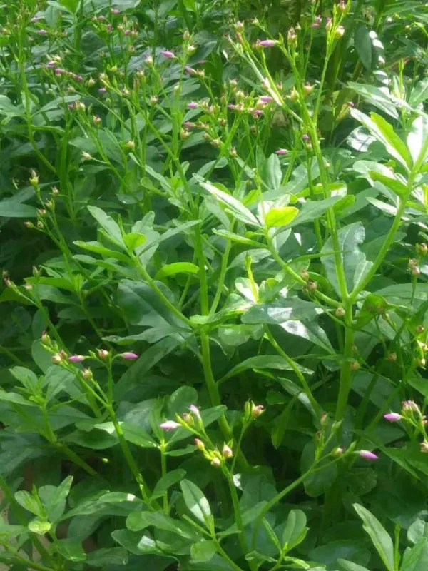 Water leaves