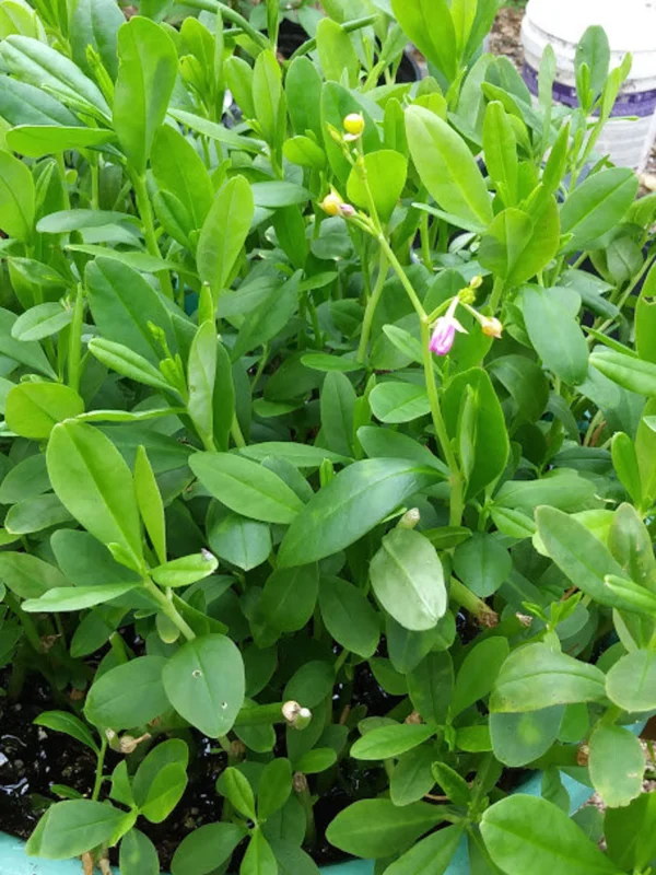 Water leaves