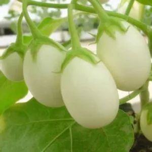Eggplant